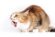 Astma bij je kat? Hoe zit dat?