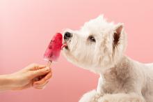 Anti-hitte tips voor honden