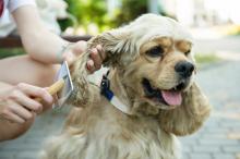 Help je hond of kat door de ruiperiode