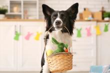 Hoe de paasperiode gevaarlijk kan zijn voor je huisdier