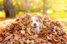 Is jouw huisdier klaar voor de herfst?