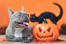Vier Halloween veilig met je huisdier