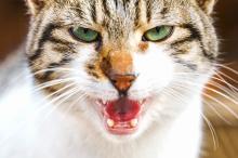Ik heb een agressieve kat!