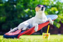Kan je hond verbranden in de zon?