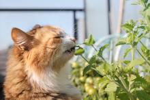 Gevaarlijke tuinplanten voor je hond of kat